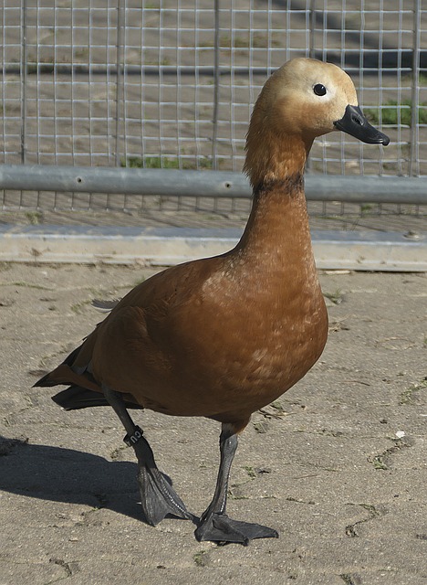 筹帷幄